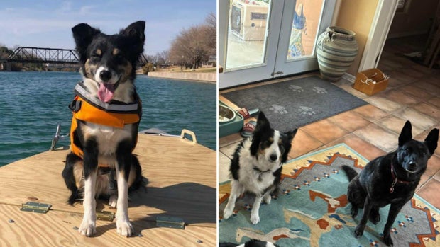 Kim Lark's dogs