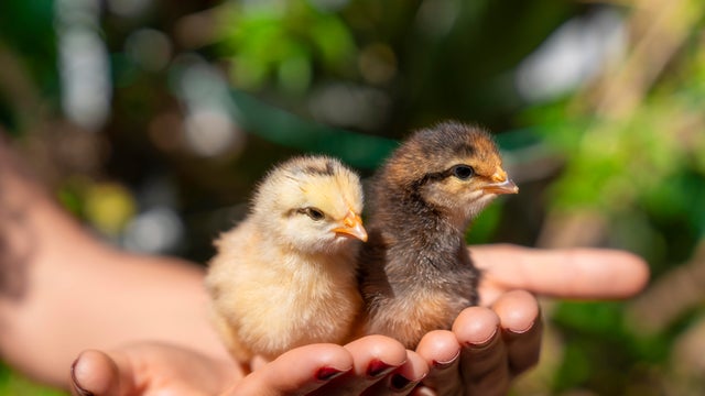 Hands Holding Two Young Chicks 