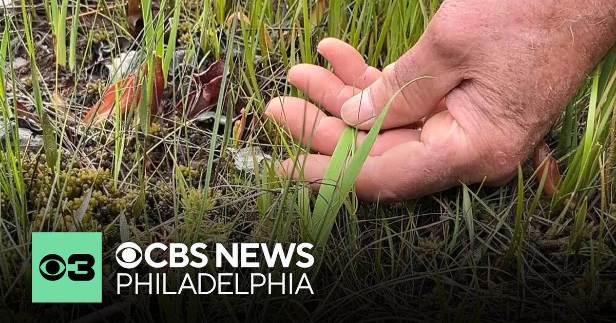 Newly identified plant is unique to New Jersey's Pine Barrens, scientist says