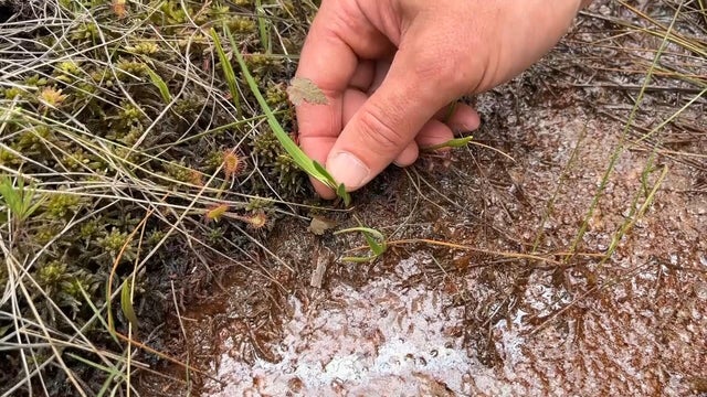 A photo of the newly identified plant 