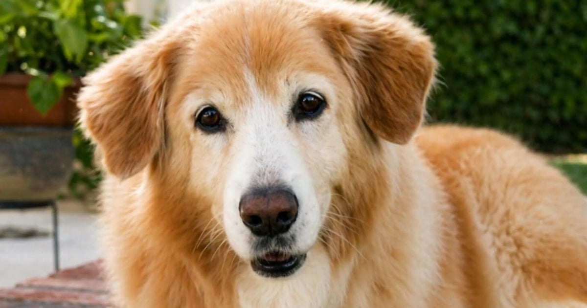 “Dear David”: Woman honors beloved pets and meteorologist helps animals find forever homes