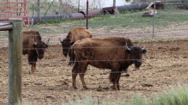 bison-neglect-1-cropped-moffat-sheriff.jpg 