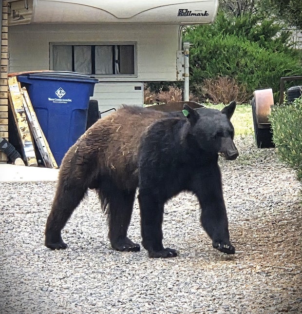 arvada-bear-encounters-drought-1-arvada-pd.jpg