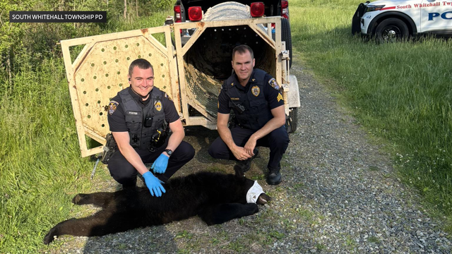 Bear captured in South Whitehall Township 