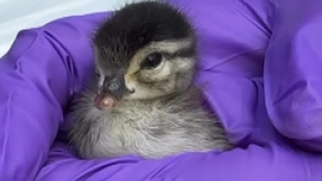Baby wood duck 