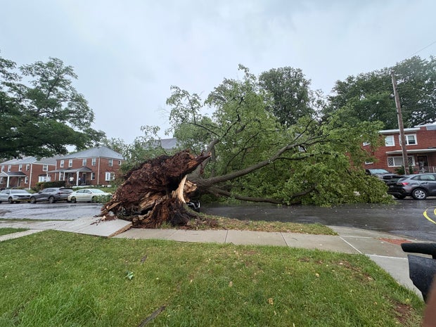 trees2.jpg 