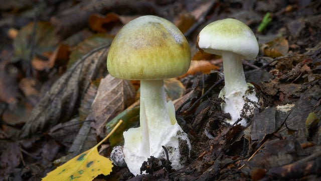 Amanita phalloides 