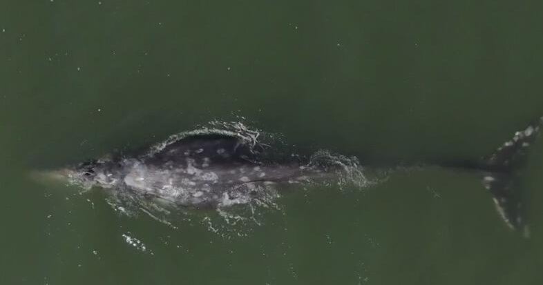 San Francisco Bay whales being protected from ships by using heat signature tracking