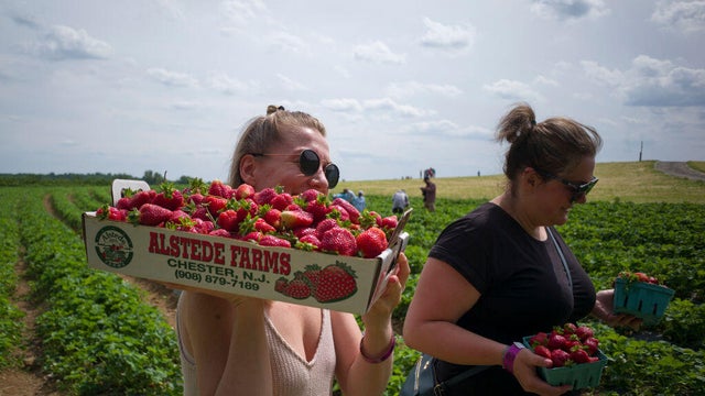 Two people pick strawberries at a New Jersey farm in this file photo from 2021 