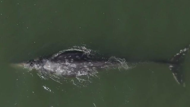 a whale seen in the water 