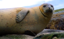 Nature: Seals in Maine 