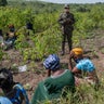 CORRECTION Congo Ebola 