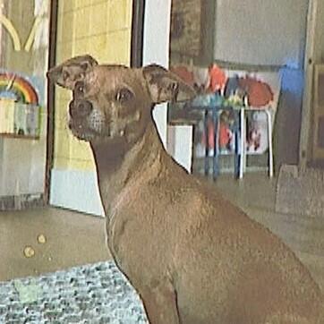 opa-missing-dog-mg-raw-01-concatenated-172907-frame-14778.jpg
