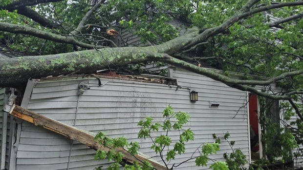 Tree on garage 