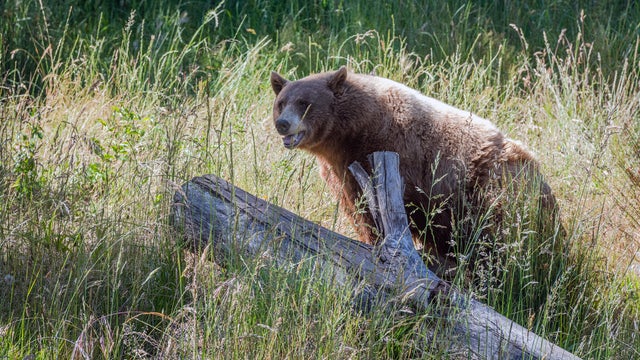 Black Bear (Ursus americanus) in Brown Color 