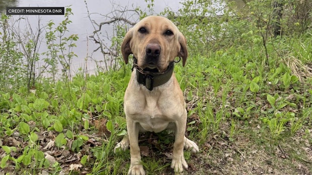 dnr-k9-vo-wccoaitf.jpg
