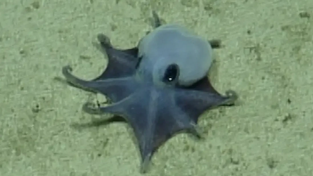 octopus-screenshot-2026-05-26-055943.png 