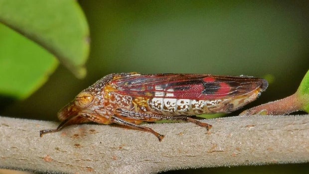 Santa Clara County offers to pick up recalled Costco grapevines linked to invasive pest