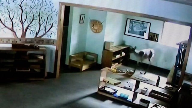6p-pkg-deer-goes-to-school-wccoaj7j-00-01-2921.jpg 