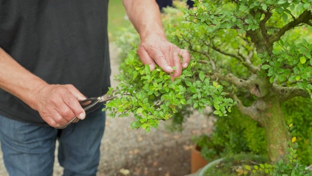 bonsai-1.jpg 