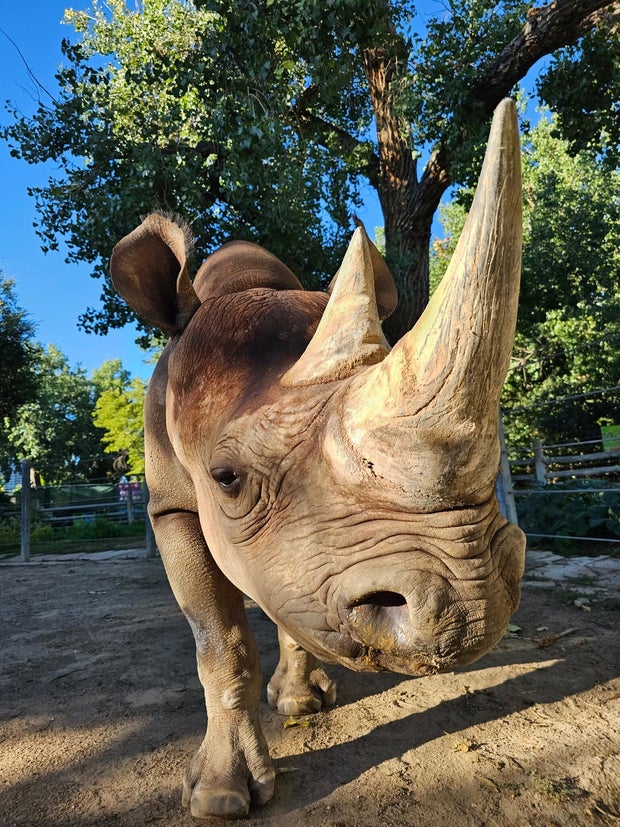 denver-zoo-rudy.jpg