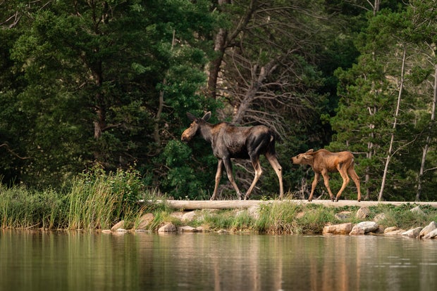 A cow moose and her young calf walking across bridge at edge of lake