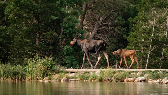 A moose drinking at the edge of Sprague Lake 