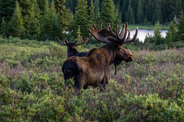 Bull Moose