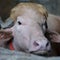 "Donald Trump" the buffalo spared from sacrifice in Bangladesh
