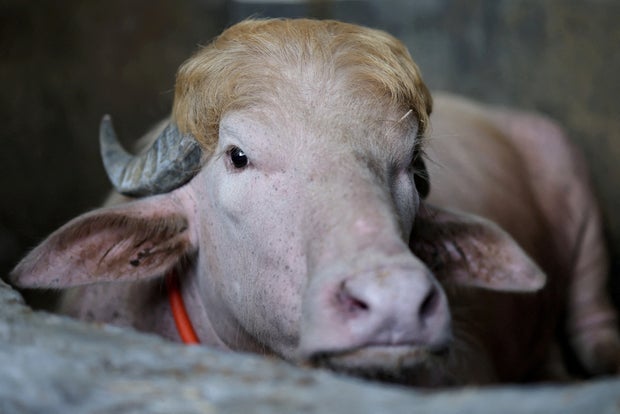 FILE PHOTO: An albino buffalo named after U.S. President Donald Trump in Bangladesh