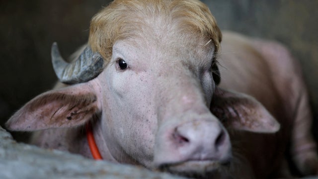 An albino buffalo named after U.S. President Donald Trump in Bangladesh 