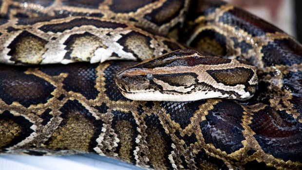 US-NEWS-FLA-EATING-PYTHONS-1-OS 