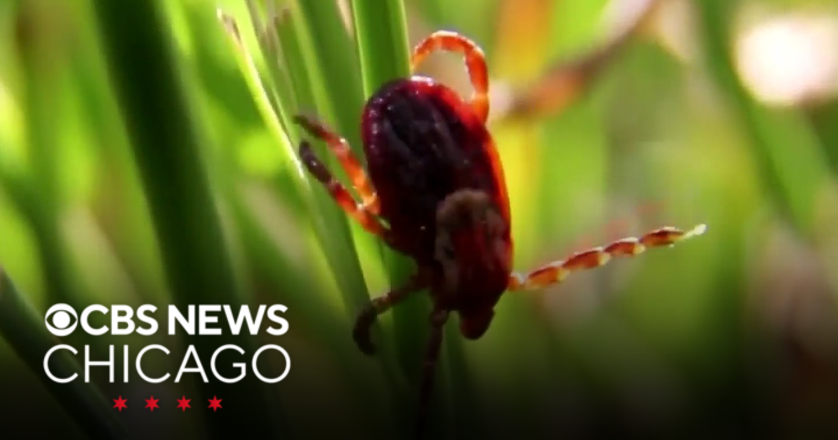 Tick activity increasing in Midwest, according to CDC | Health Watch