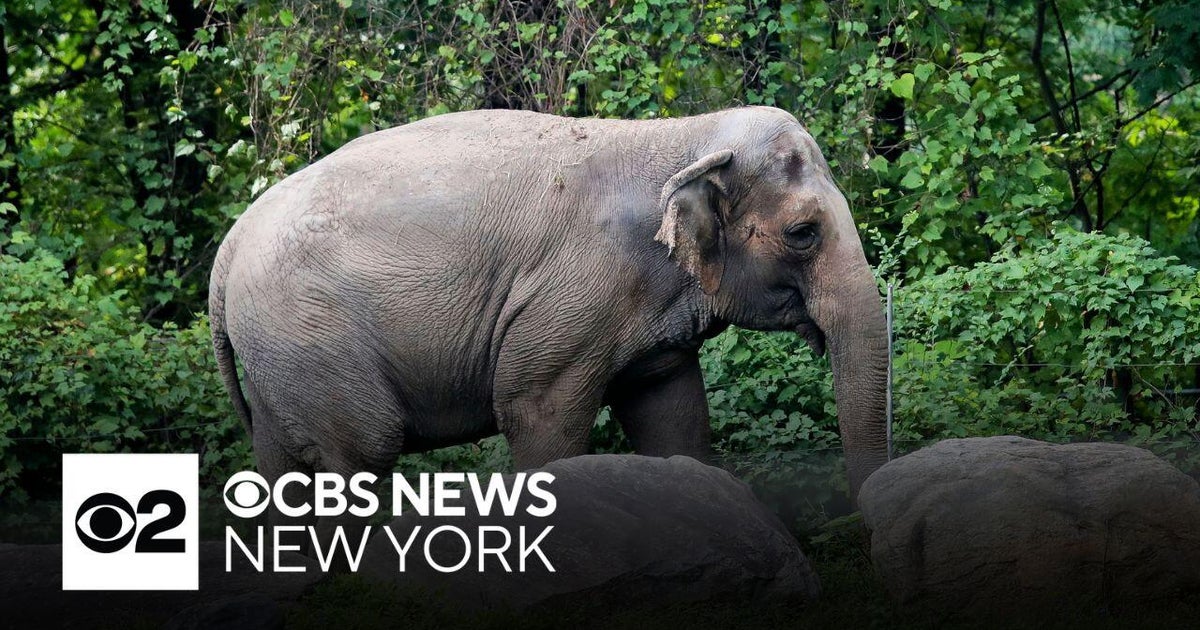 Bronx Zoo's Happy the elephant dies - CBS New York