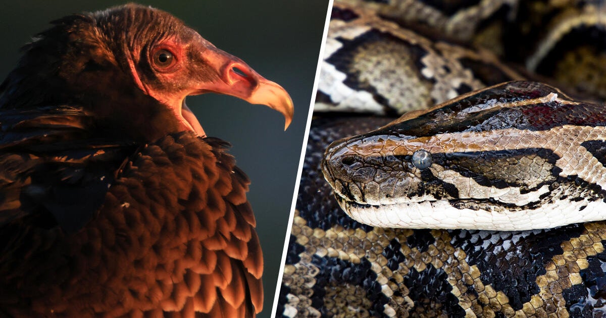 Could vultures help fight invasive pythons? Study documents rare attack
