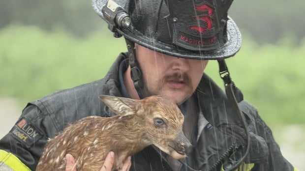 baby-deer-slider.jpg