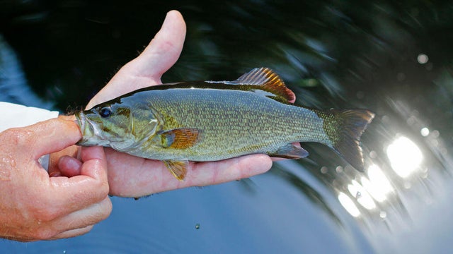 How to catch and release a fish 