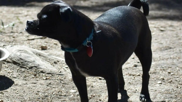 After off-leash dog kills another dog, Colorado family encourages pet owners to leash their animals