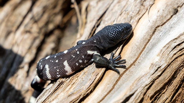 guatemalanbeadedlizard-hatchlings-2026-za-de1b5878.jpg 