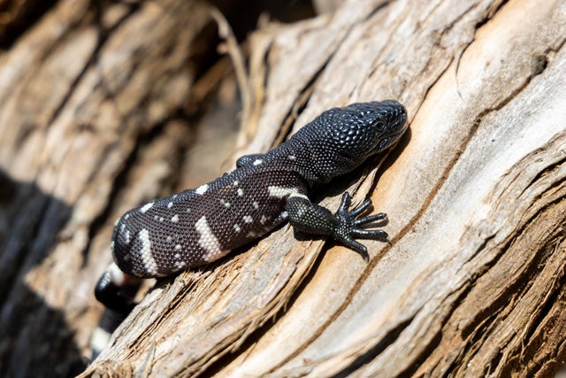 Extremely rare Guatemalan bearded lizards hatch at Zoo Atlanta - CBS Atlanta