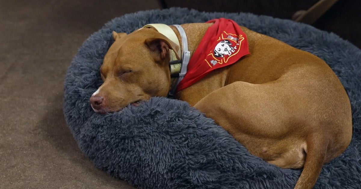 A dog’s journey after being left at a Texas firehouse