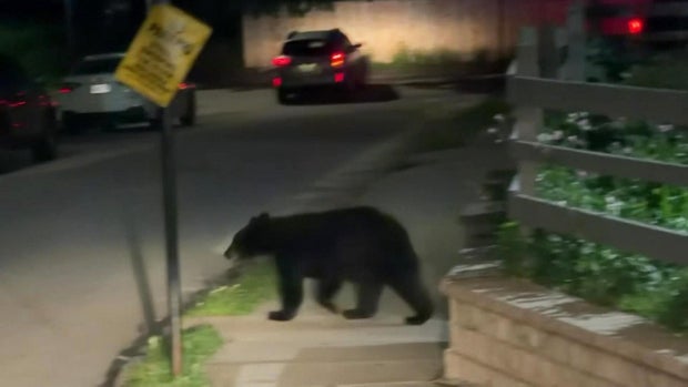 bear.jpg