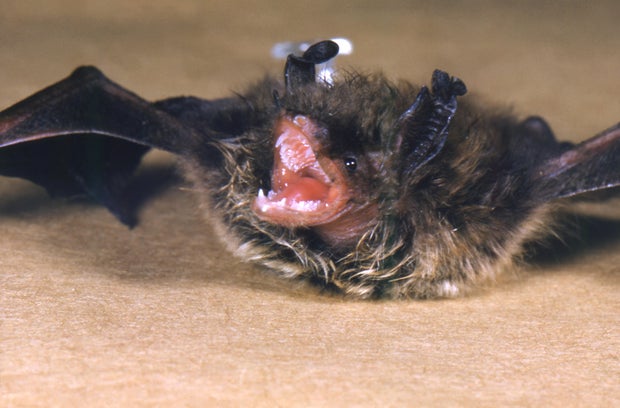 Rabid Pipistrelle Bat Anterior View