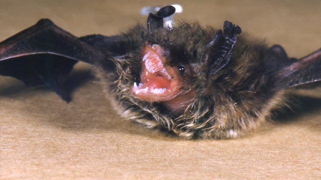 Myotis Lucifugus 