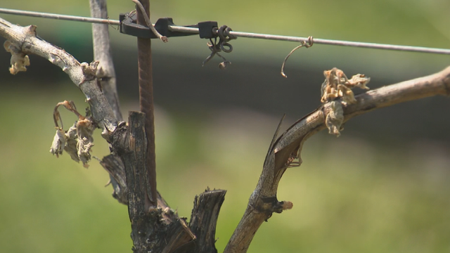 grapes.png 