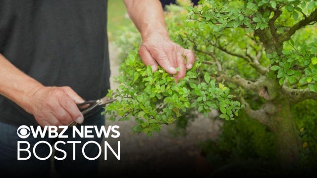 What is the secret to the art of bonsai?