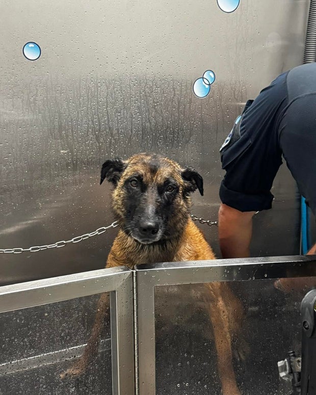 police-dog-vs-skunk-2-longmont-police-k9-association-on-fb.jpg 