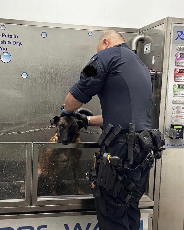 police-dog-vs-skunk-1-longmont-police-k9-association-on-fb.jpg 
