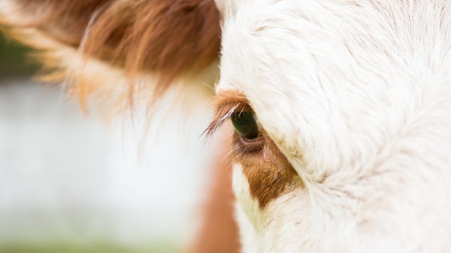 Close-Up of Hereford Cow Eye 