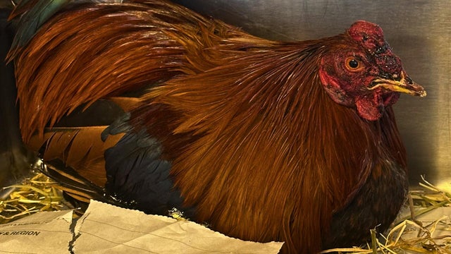 cockfighting.jpg 